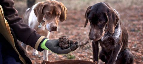 Truffle-hunting dogs inspecting a freshly unearthed truffle in the forest.