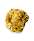 Rough golden white truffle Tuber Magnatum tartufo bianco pregiato fresco large size