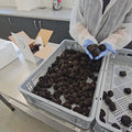 show summer truffle video selection