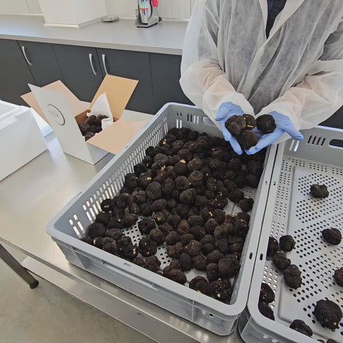 show summer truffle video selection