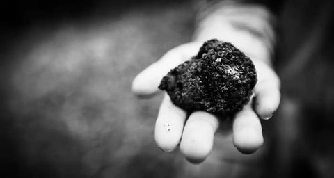 showing picture of truffle in hand in front banner